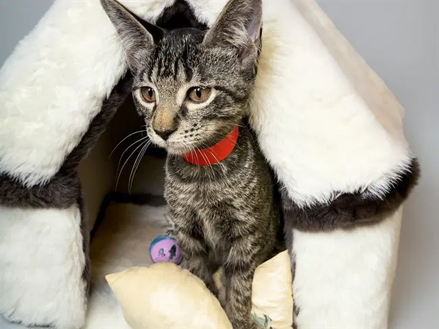Nita - Domestic Short Hair
