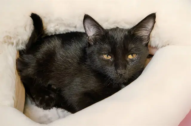 Neera - Domestic Short Hair
