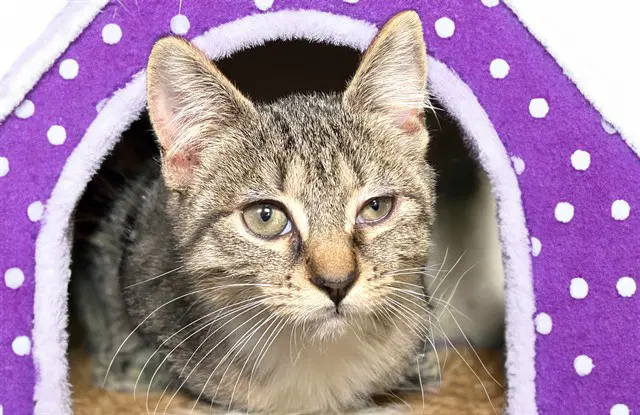 Margaret - Domestic Short Hair