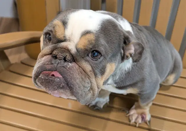 Stray Not Available - English Bulldog