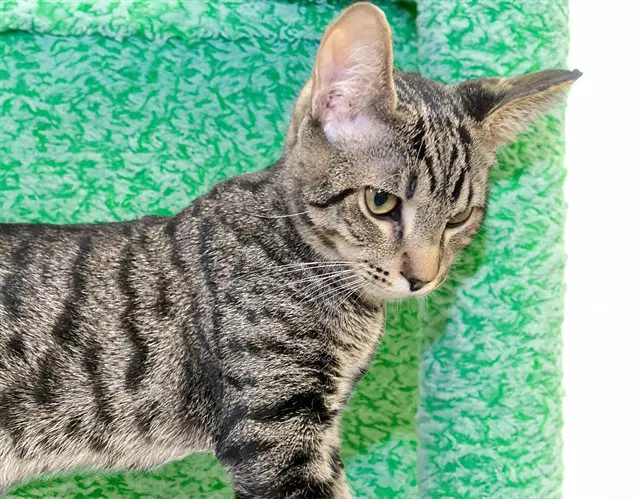Finnegan - Domestic Short Hair