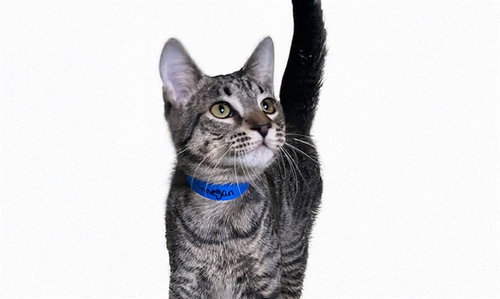 FINNEGAN, a cat for adoption from Humane Society of Broward County