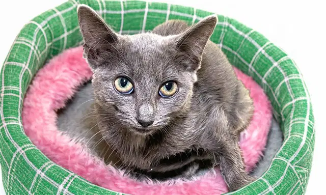 Jessica - Domestic Short Hair