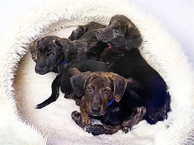 Jester - Labrador Retriever