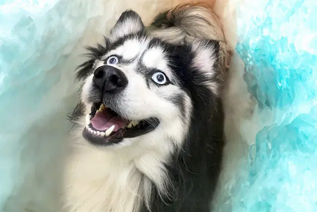 Bear - Pomeranian