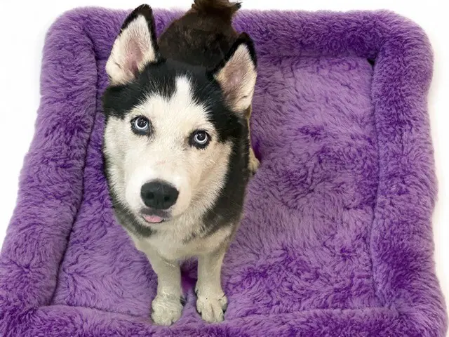 Callie - Siberian Husky