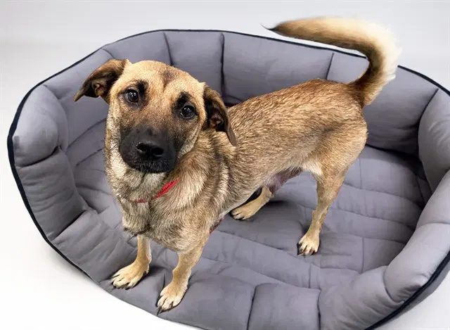 Sandy - German Shepherd Dog