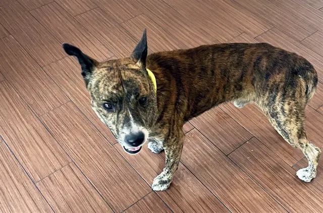 Stray Not Available - American Pit Bull Terrier