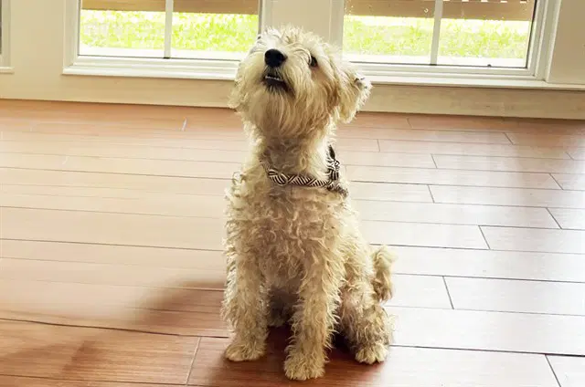 Stray Not Available - Miniature Schnauzer
