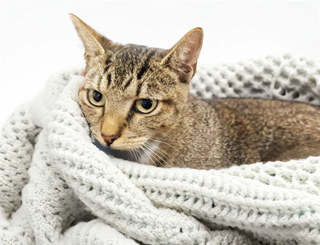 Stray Not Available
