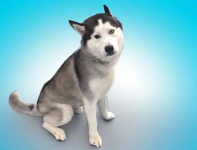Blue - Siberian Husky