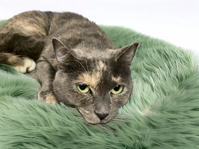 Sage - Domestic Short Hair