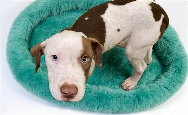 Campbell - American Staffordshire Terrier