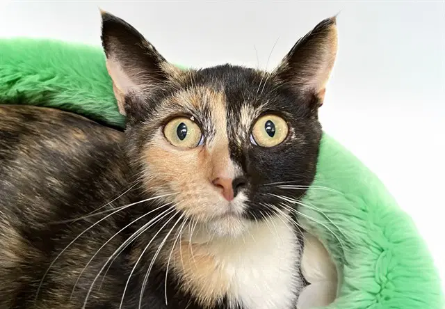 Posy - Domestic Short Hair