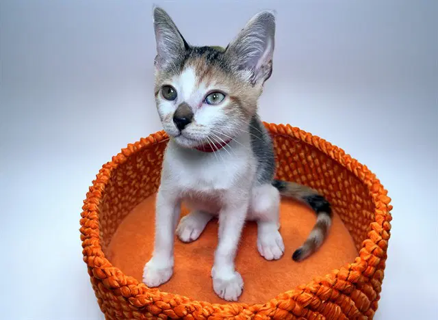 Songbird - Domestic Short Hair