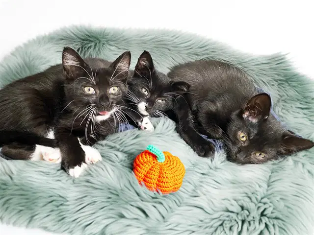 Uniqua - Domestic Short Hair