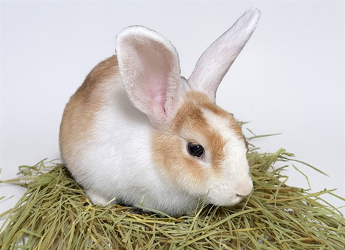 STAR, a rabbit for adoption from Humane Society of Broward County