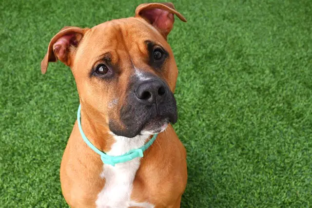 Daisy - American Staffordshire Terrier