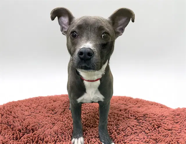 Gianna - American Pit Bull Terrier