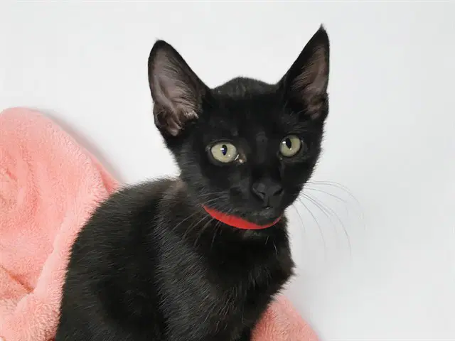 Dayton - Domestic Short Hair