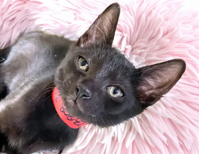 Rogers - Domestic Short Hair