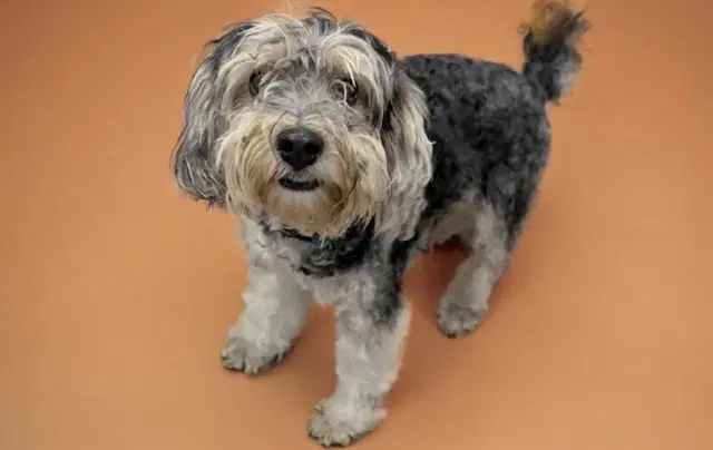 Sullivan - Miniature Schnauzer