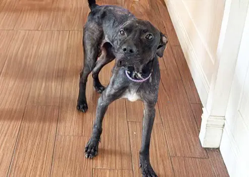 Stray Not Available - American Staffordshire Terrier