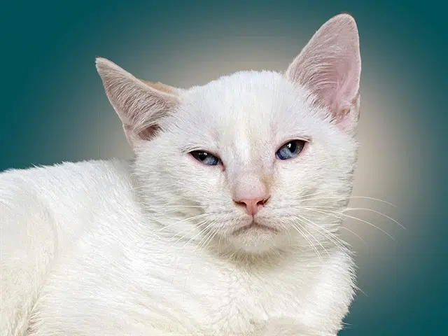 Snowball - Domestic Short Hair