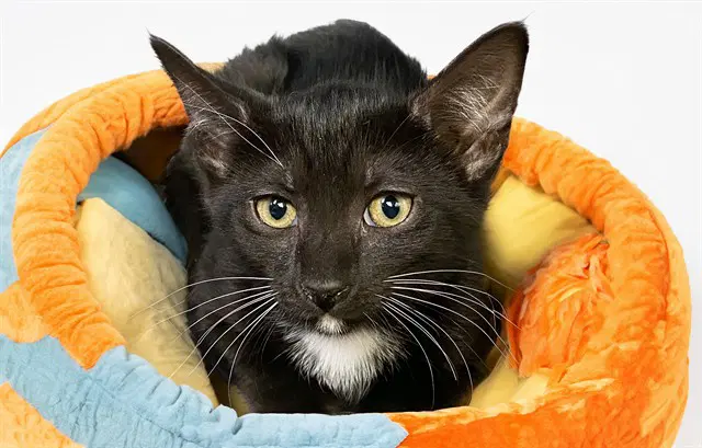 Mila - Domestic Short Hair
