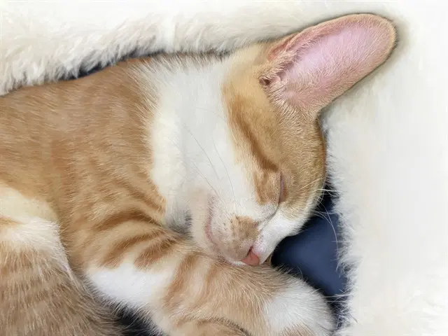Mango - Domestic Short Hair