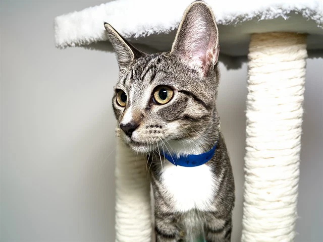 Milo