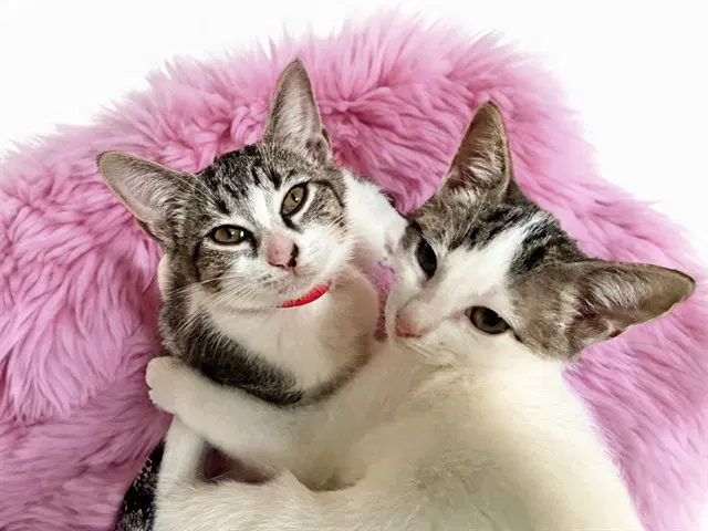 Farrah - Domestic Short Hair