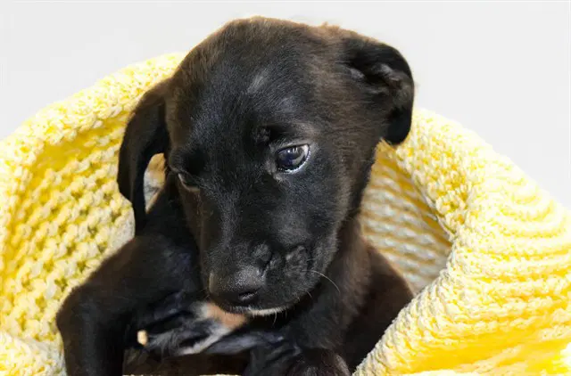 Griffin - Labrador Retriever
