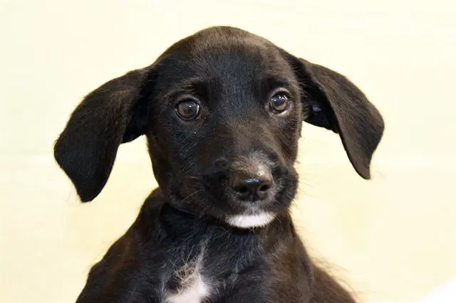 Gus - Labrador Retriever