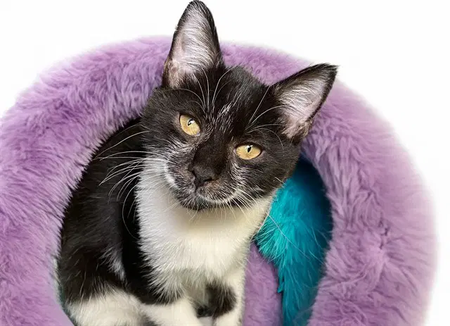 Tina - Domestic Short Hair