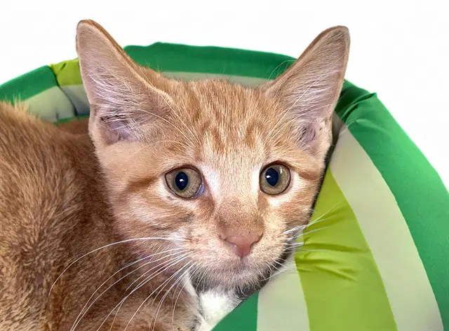 Sunny - Domestic Short Hair