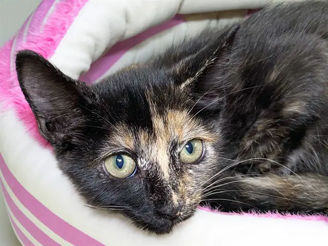 Quinn - Domestic Short Hair