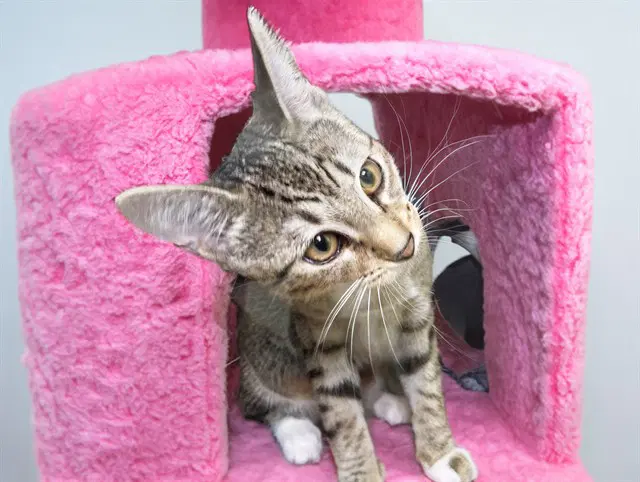 Cookie - Domestic Short Hair