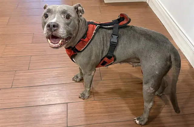 Stray Not Available - American Staffordshire Terrier