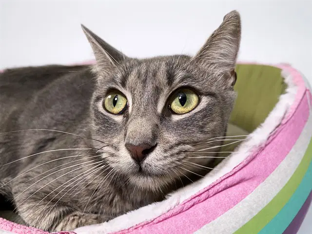 Suzy - Domestic Short Hair