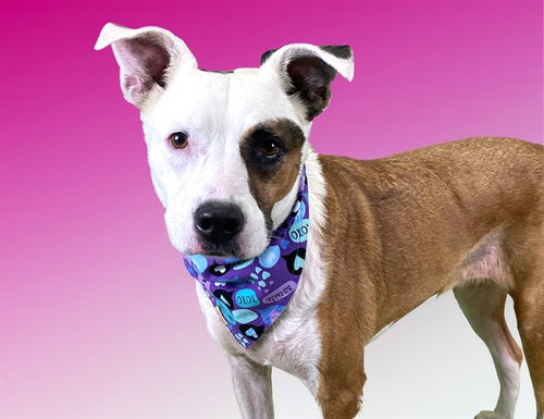 SHAY, a dog for adoption from Humane Society of Broward County