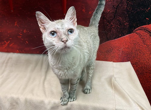 STEELA, a cat for adoption from Humane Society of Broward County