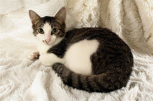 DUKE, a cat for adoption from Humane Society of Broward County