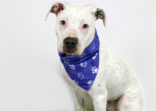 NILA, a dog for adoption from Humane Society of Broward County