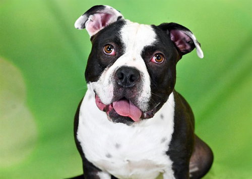 OREO, a dog for adoption from Humane Society of Broward County
