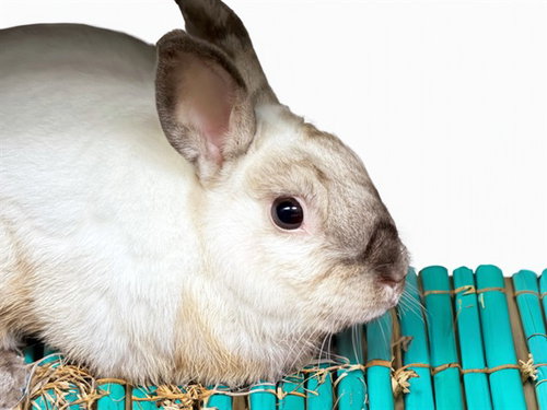 STORMY, a rabbit for adoption from Humane Society of Broward County