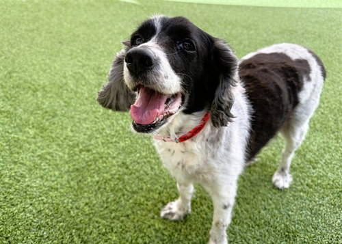 MERMAID, a dog for adoption from Humane Society of Broward County
