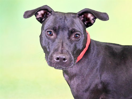 VENUS, a dog for adoption from Humane Society of Broward County