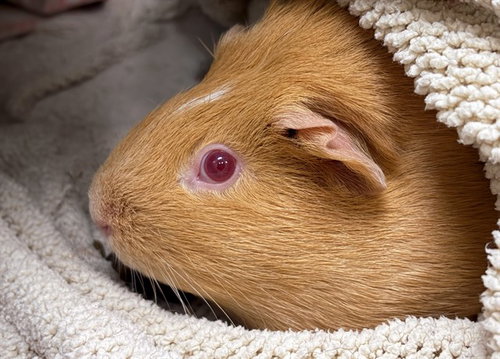 CANDY, a guinea pig for adoption from Humane Society of Broward County