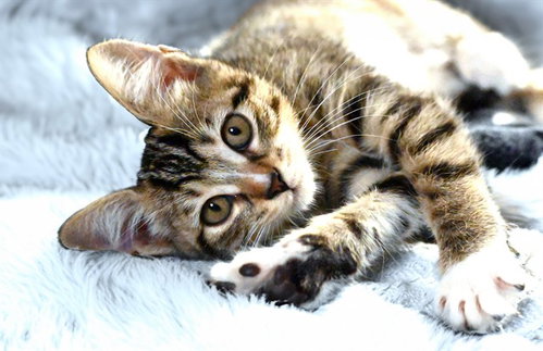 BISCUIT, a cat for adoption from Humane Society of Broward County